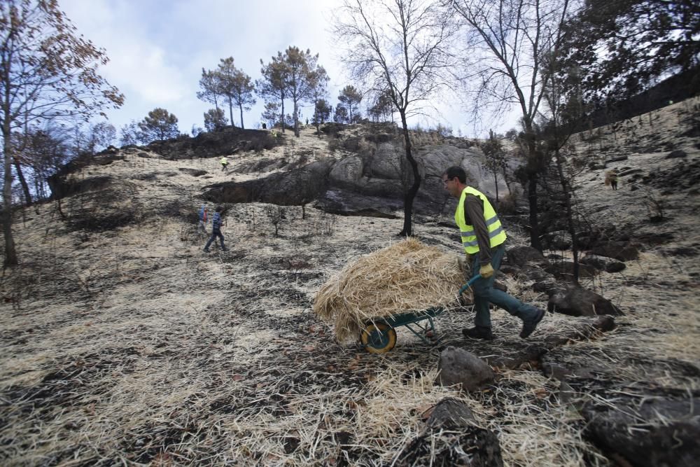 Incendios en Galicia | Paja para recuperar los mon
