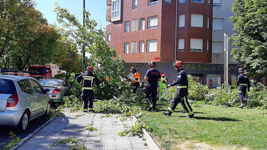 La caída de un castaño en un parque de León deja a una mujer herida leve y daña dos vehículos