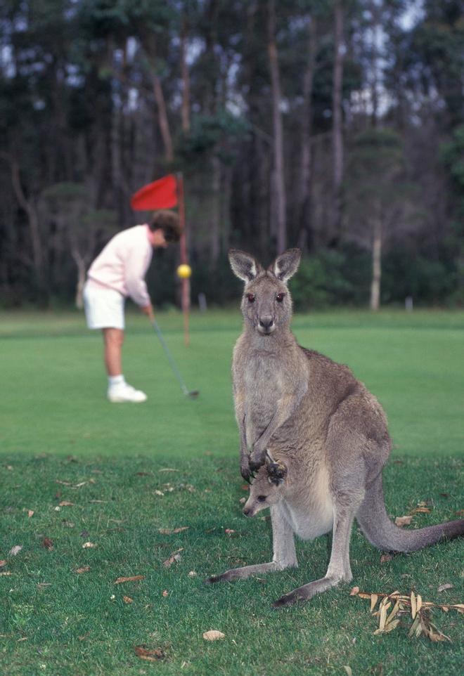 Canguros jugando al golf en Australia