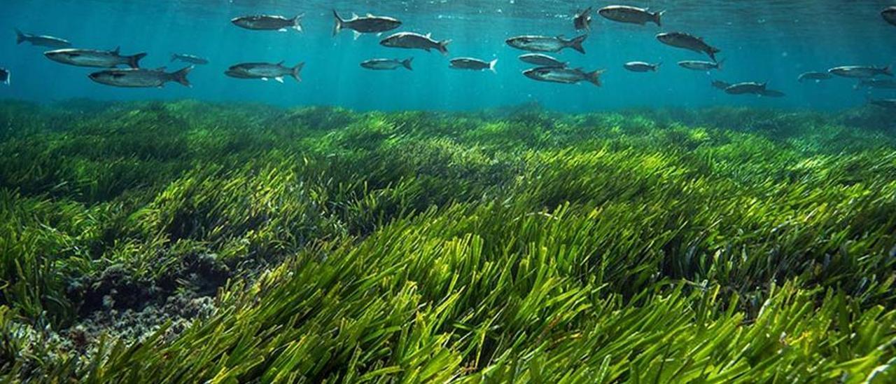 Una pradera de posidonia dañada por el ancla de una embarcación en Ibiza.