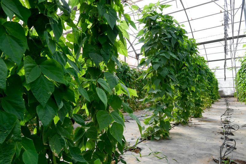 Dos jóvenes agricultores que cultivan, procesan y