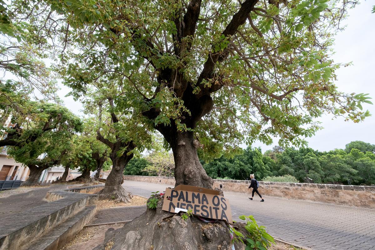 Un ejemplar de bellasombra con el cartel: "Palma os necesita"