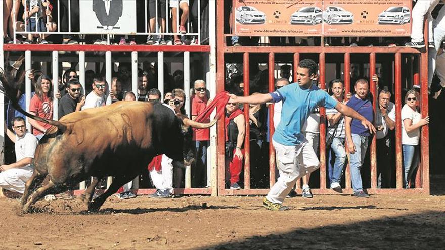 Las peñas taurinas aceptan ahora incluir la figura del veterinario en los ‘bous al carrer’