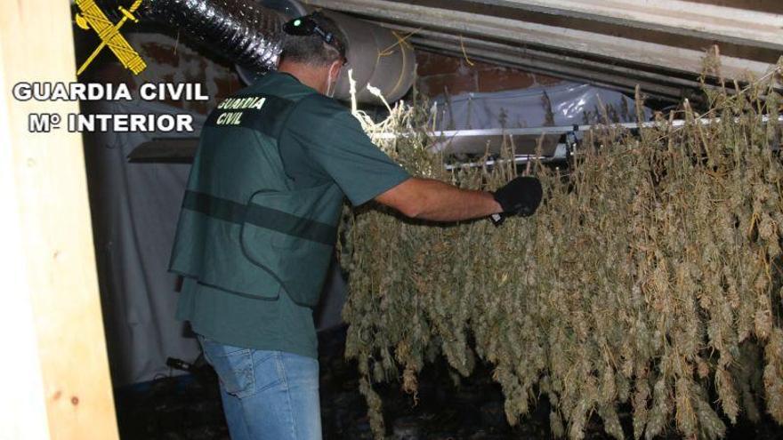 Intervenidas 584 plantas de marihuana en el interior de una vivienda en Alcañiz