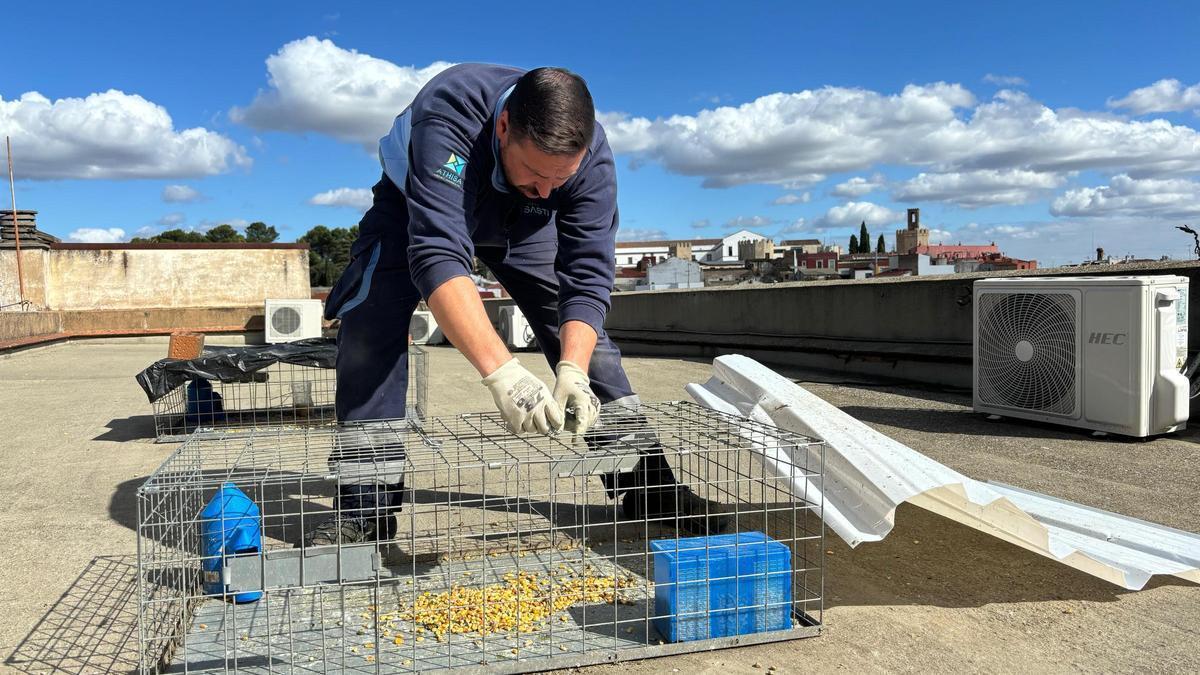 José María Guerra revisa una de las jaulas de captura instalada en el Casco Antiguo de Badajoz.