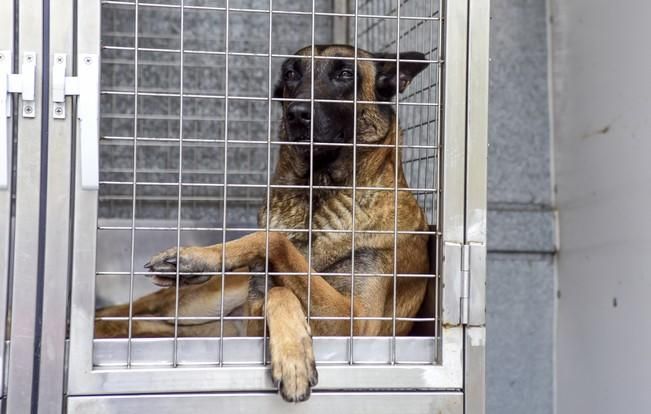 Reportaje a la Unidad Canina de la Policia ...