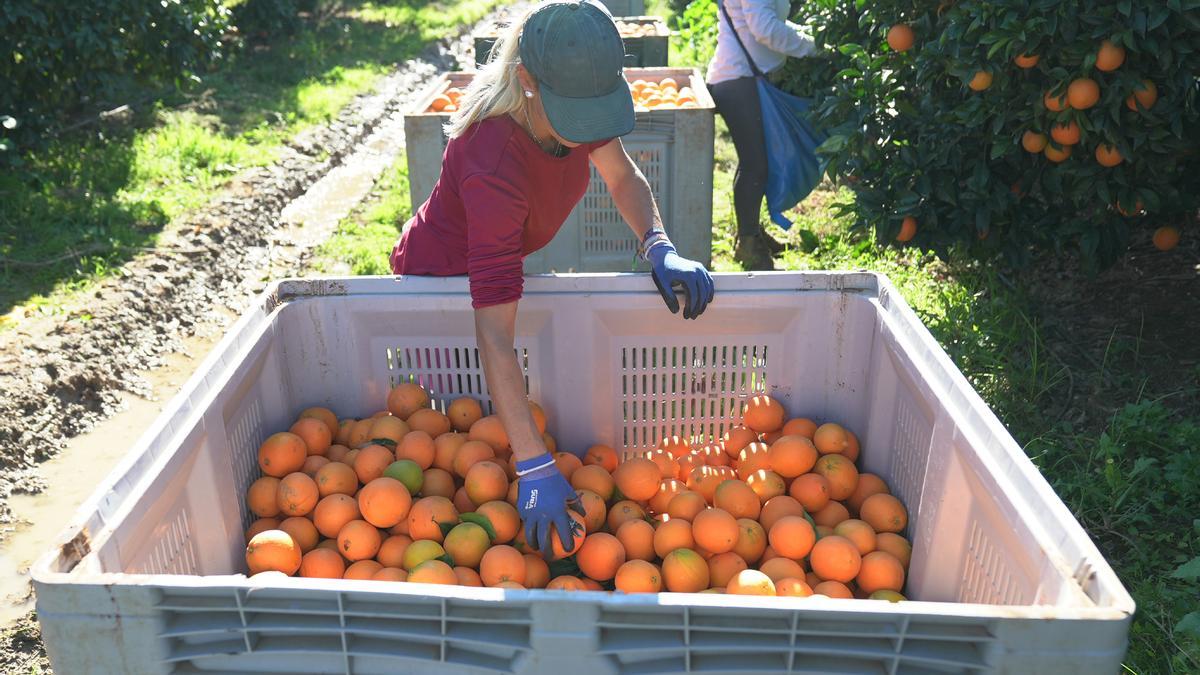Cosecha de naranjas en el campo