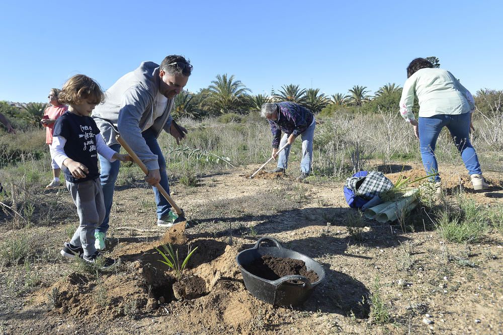 Reforestación en el Clot de Galvany, en imágenes