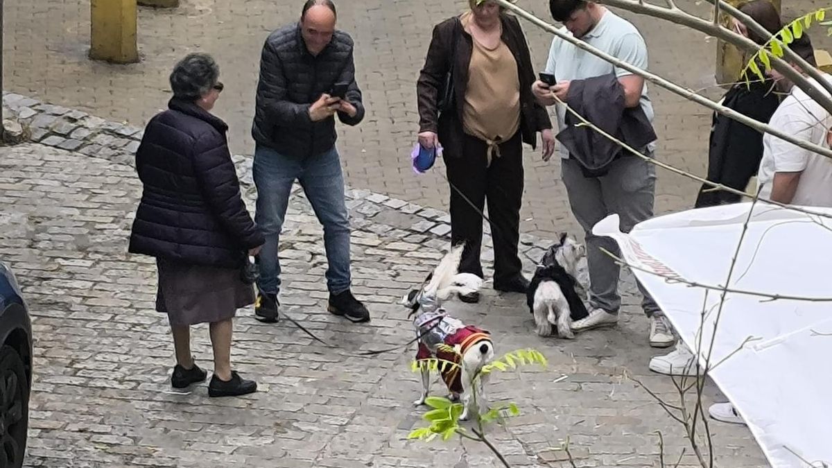 Un perro armao este jueves Santo por la Alameda.