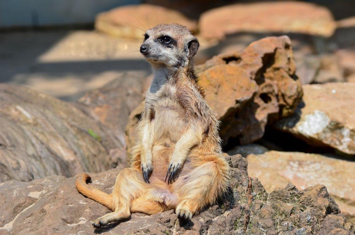 Suricato en Parque de Cabárceno