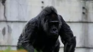Fatou, la gorila más longeva del mundo, celebra su 67 cumpleaños en el zoo de Berlín