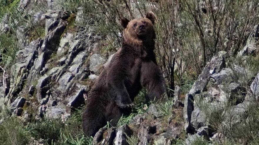 Un oso avistado en los montes de Larón, en Cangas del Narcea.