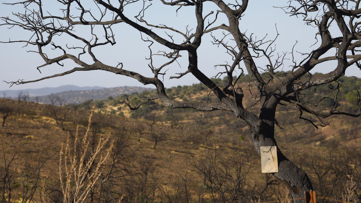 Vista de la zona arrasada por el incendio en el primer aniversario del fuego.