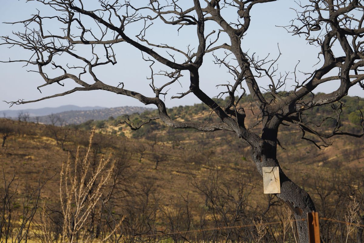 Vista de la zona arrasada por el incendio en el primer aniversario del fuego.