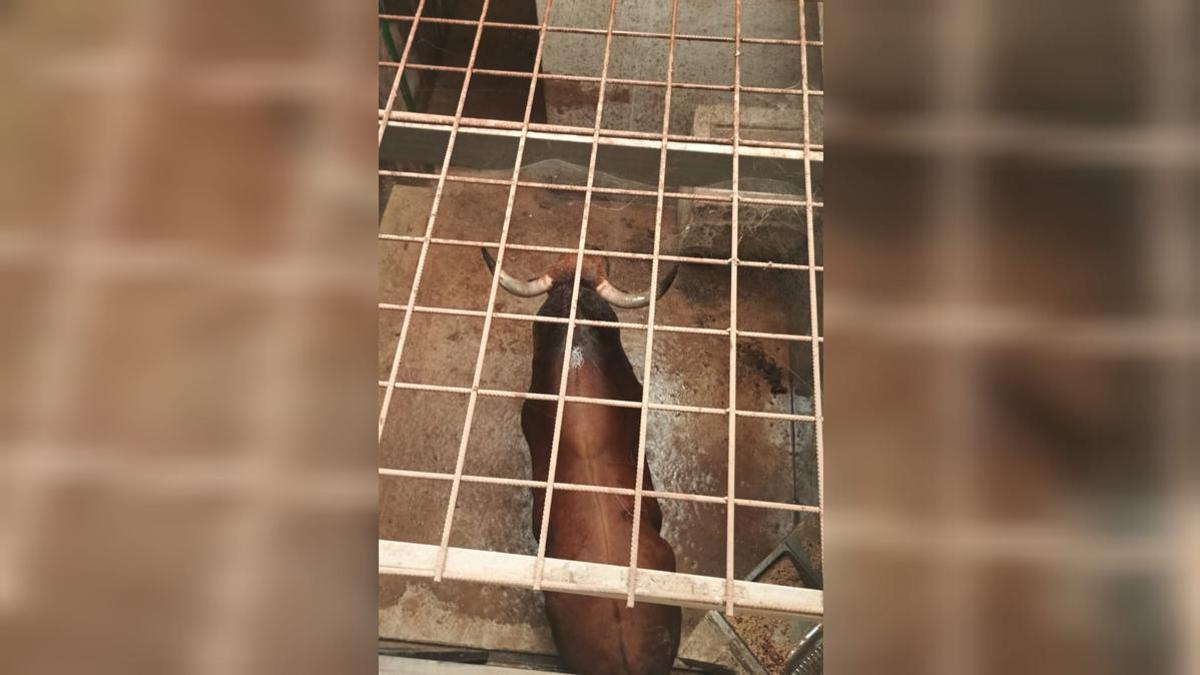 El toro que la comisión de Sants de la Pedra tenía previsto exhibir el sábado lleva desde el primer día del incendio en los toriles.