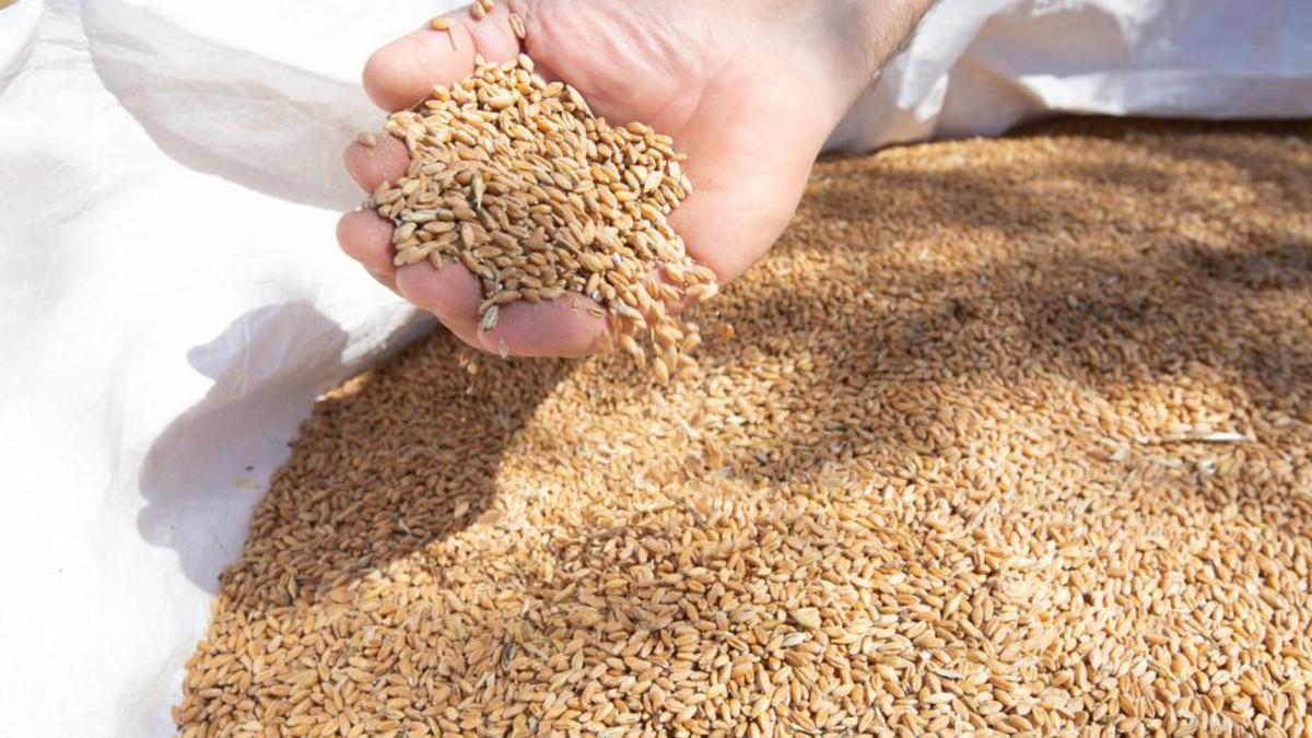 El trigo xeixa, variedad tradicional que se ha recuperado. | VICENT MARÍ