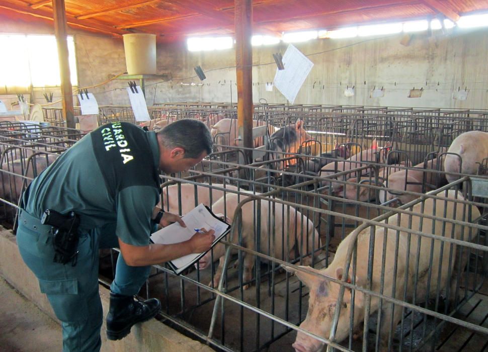 Cierran una granja en Calasparra con cerdos en descomposición