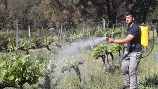 Acció Climàtica provarà d’allunyar els cabirols de les vinyes gironines amb un repel·lent