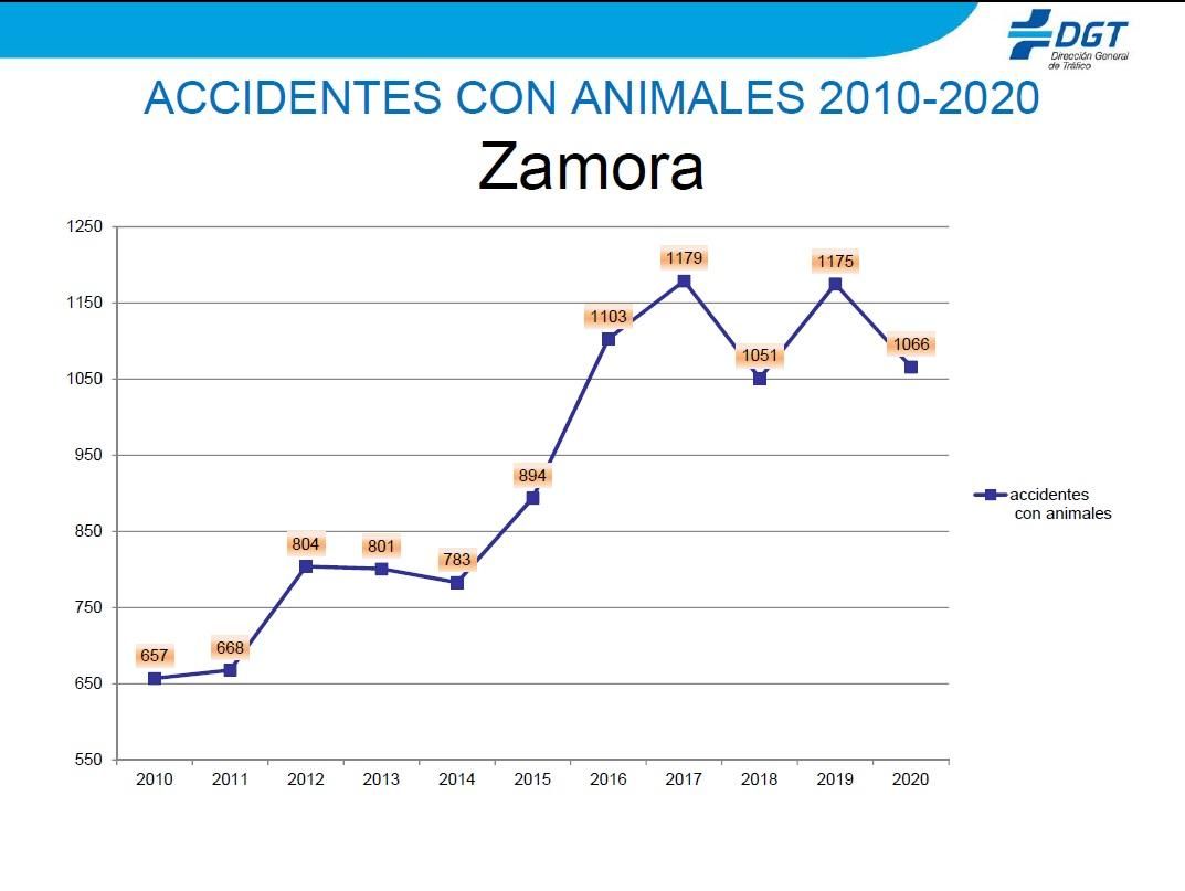 Accidentes provocados por la fauna cada año en las carreteras de Zamora.