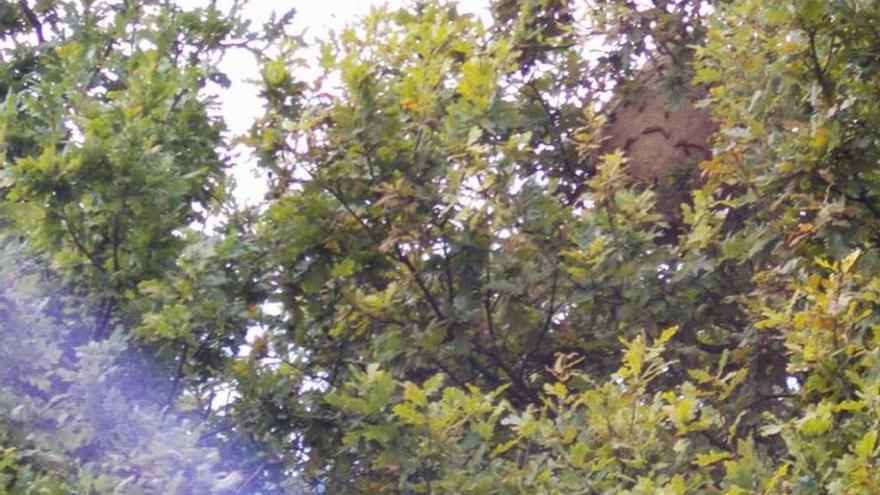 Vecinos advirtieron ayer de un gran nido de velutina en un árbol en A Moureira, en Moaña. // FdV