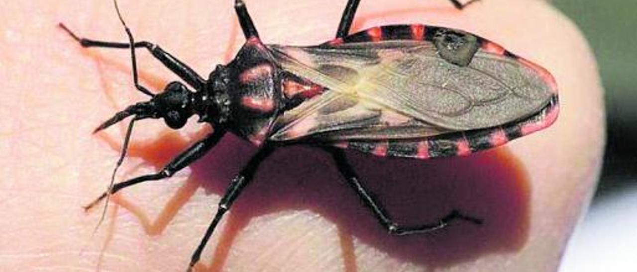 Detrás del mal de chagas está el parásito Trypanosoma cruzi, que se propaga por la picadura de este insecto (Triatominae) y causa grandes problemas en Sudamérica.