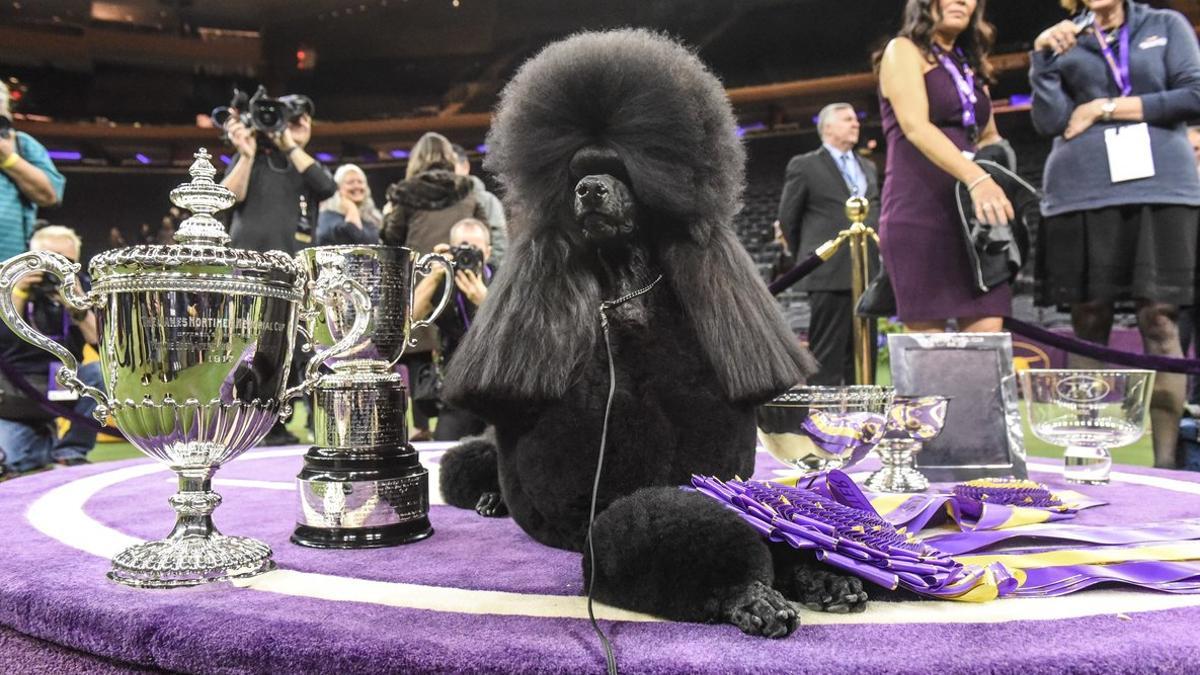 Siba posa con todos sus trofeos de ganador del 'Best in Show', en el Westminster Kennel Club celebrado en Nueva York.