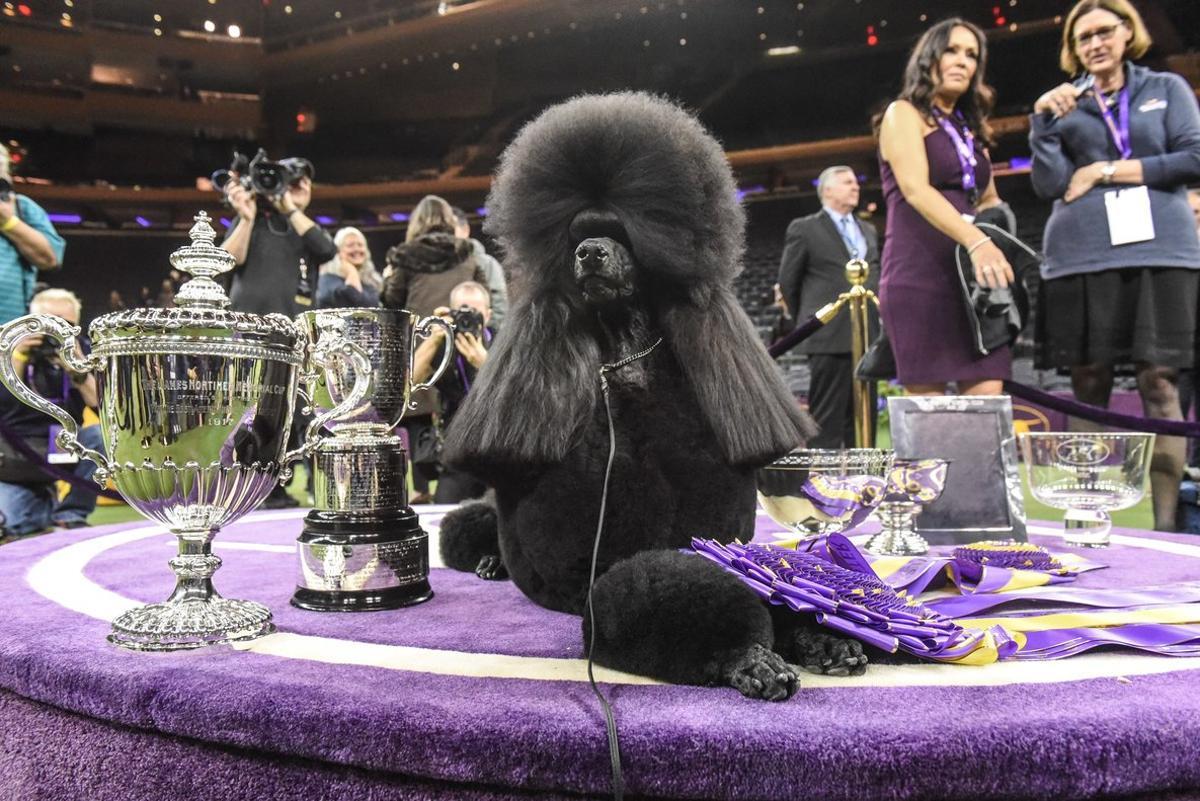 WNEW YORK, NY - FEBRUARY 11: Standard Poodle named Siba sits in the winners circle after winning Best in Show during the annual Westminster Kennel Club dog show on February 11, 2020 in New York City. The 144th annual Westminster Kennel Club Dog Show brings more than 200 breeds and varieties of dog into New York City for the the competition which began Saturday and ends Tuesday night in Madison Square Garden with the naming of this year’s Best in Show.  Stephanie Keith/Getty Images/AFP