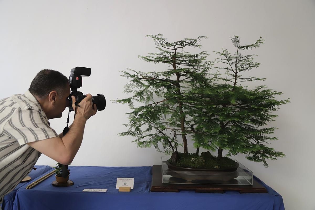 La exposición de bosáis de primavera de la Diputación de Córdoba, en imágenes