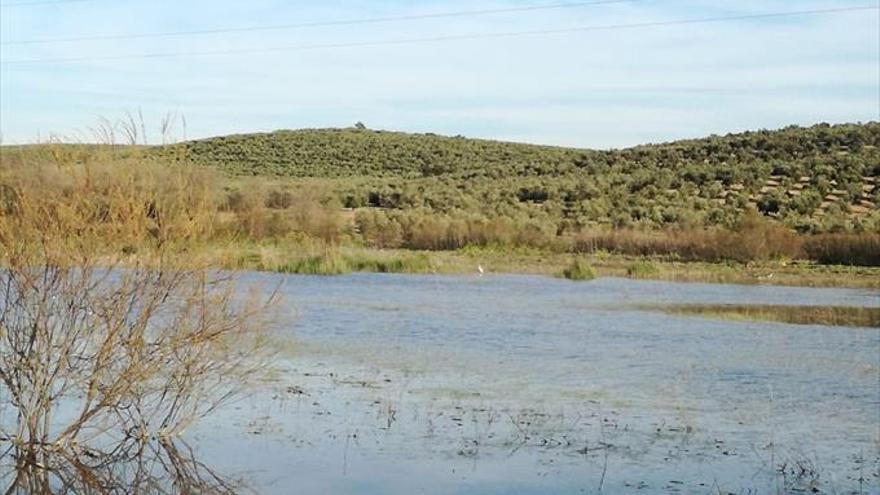 El trébol de cuatro hojas, un peculiar habitante en Jarata