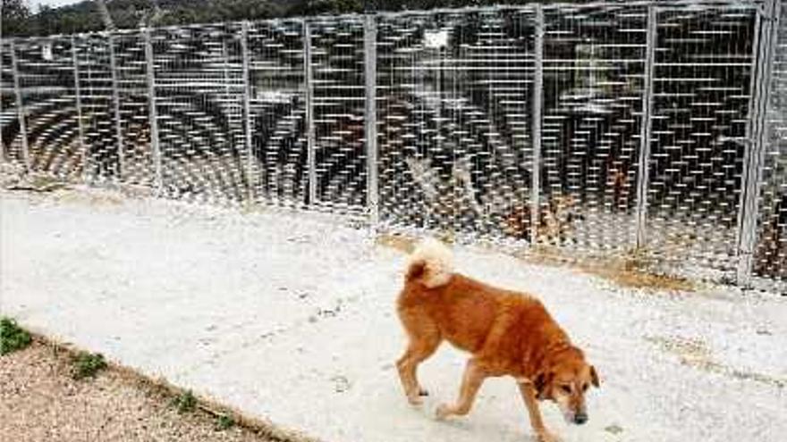 Les gosseres cada cop recullen més gossos abandonats.