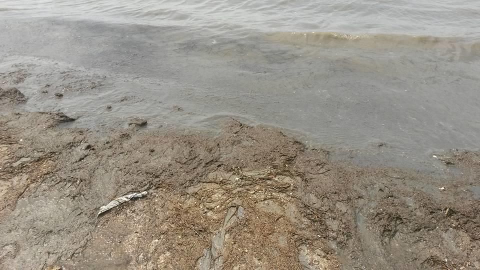 Lamentable estado de la isla Perdiguera del Mar Menor