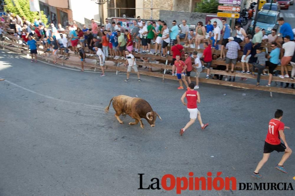 Suelta de toros en Moratalla