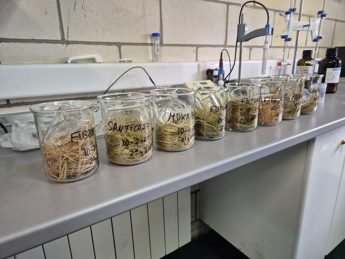 Preparación en laboratorio de muestras de fibra larga de cáñamo.