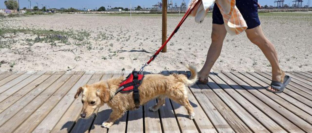 De la playa canina a la Devesa, la huerta y los Reyes Magos en la agenda de Vox