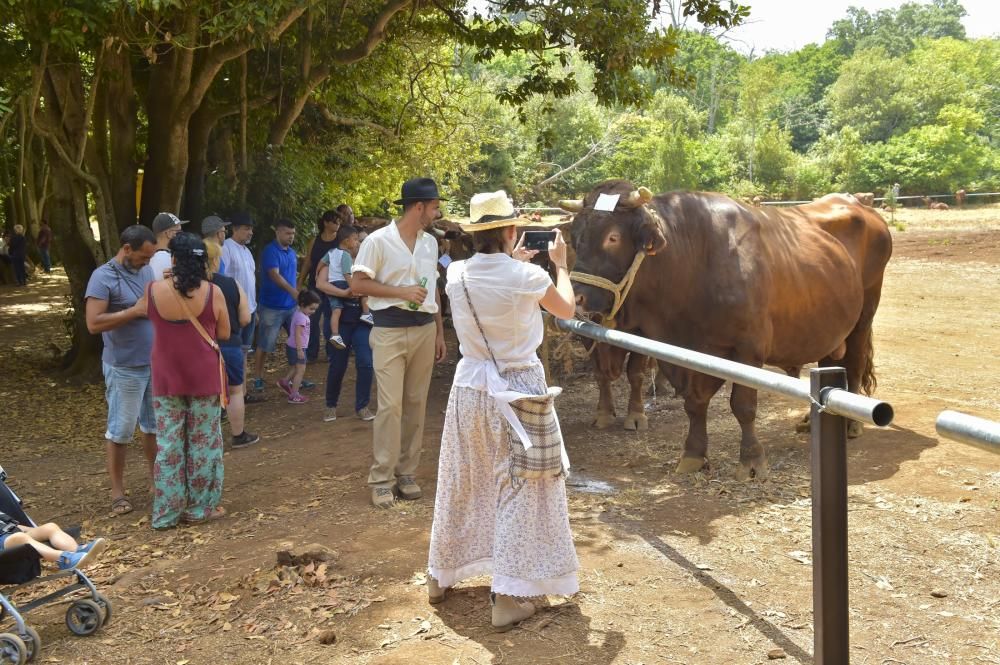 Feria de ganado