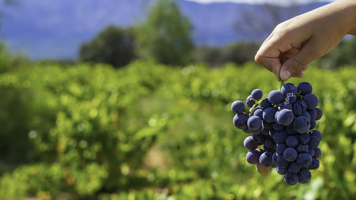 Garnacha de Navarra