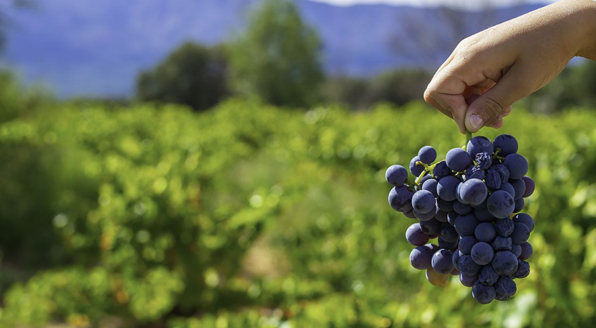 Tres vinazos con garnacha de Navarra