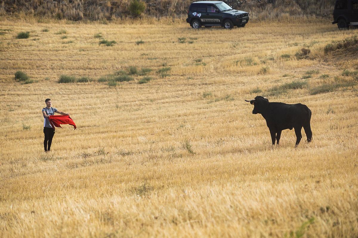 Zamora. Encierro campero en Jambrina Zamora. Encierro campero en Jambrina
