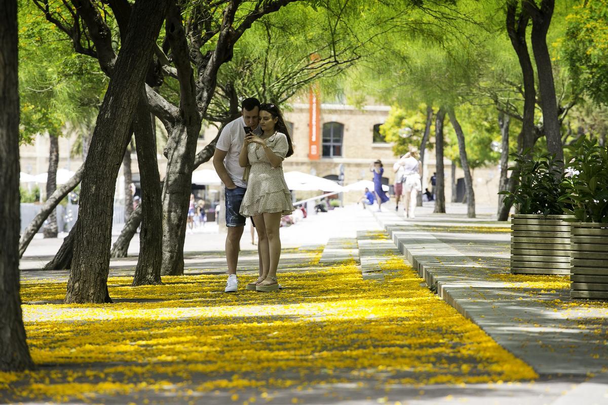 Una pareja, a mediados de junio, pasea por una acera alfombrada con flores de tipuana en la Barceloneta.