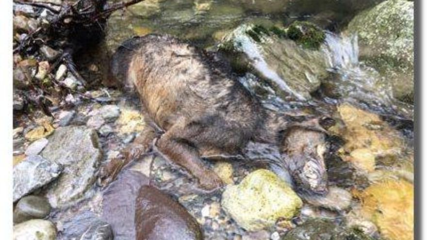 Aparece un lobo muerto en el parque natural de Somiedo