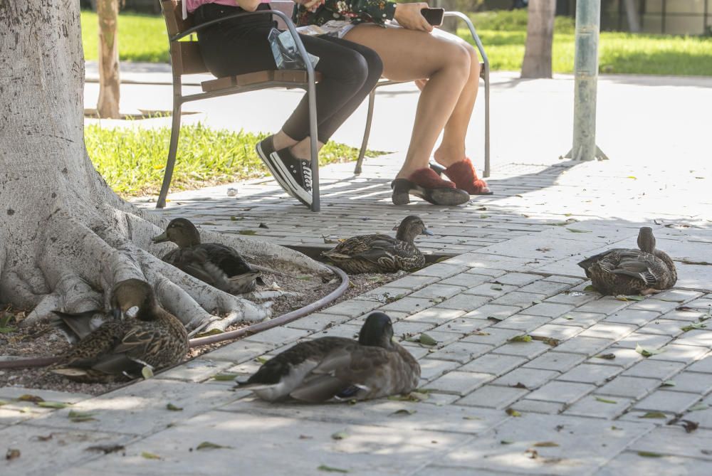 Sobrepoblación de patos en la UA