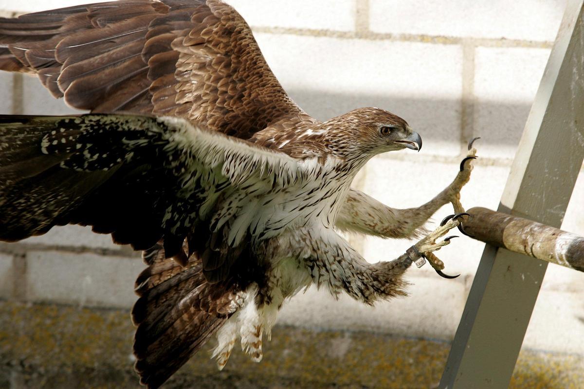 Un Águila Perdicera en el Centro de Recuperación de Aves de la Junta