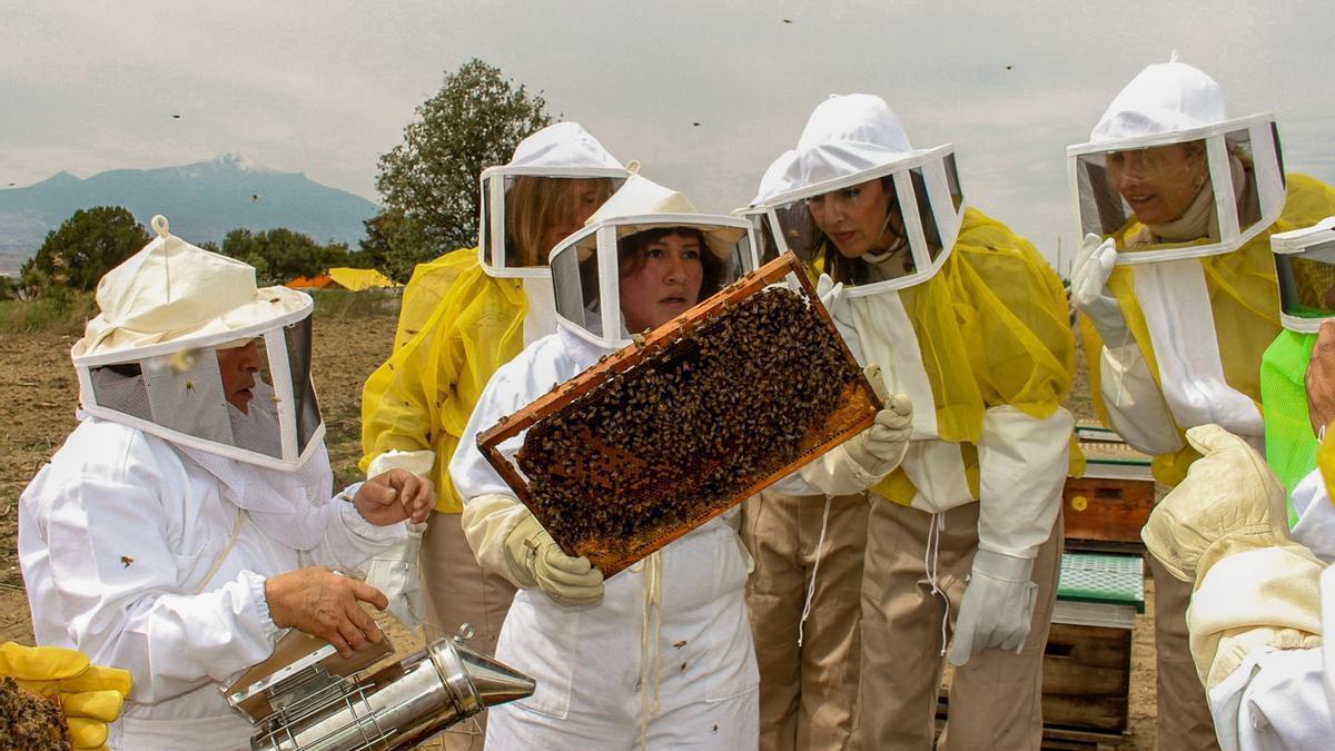 Continúa el declive de las abejas melíferas en Europa