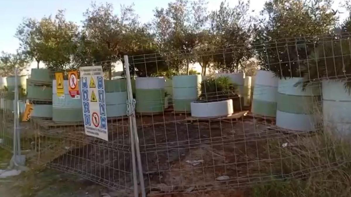 Los maceteros con olivos de la plaza del Ayuntamiento han ido a parar a un solar de Alfafar, en la zona dana