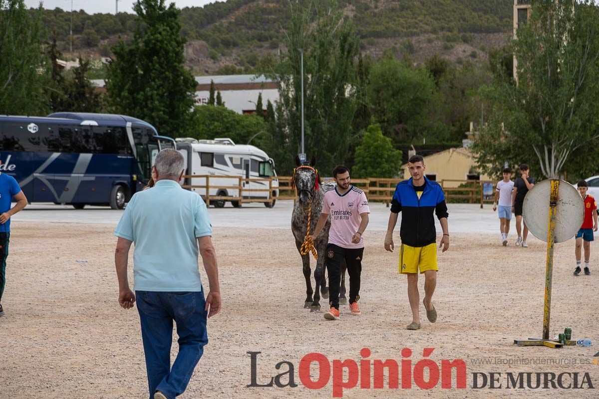 Control veterinario de los Caballos del Vino en Caravaca