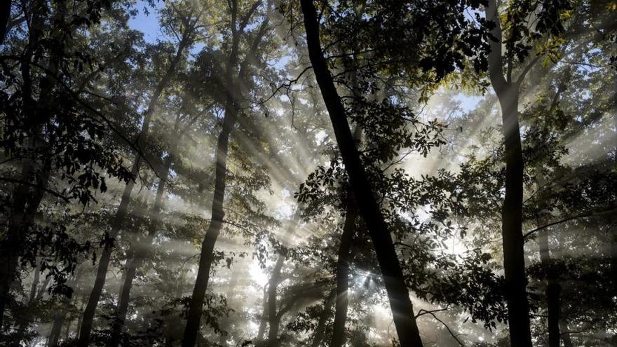 La falta de gestión de los bosques acelera la sustitución de pinos por encinas