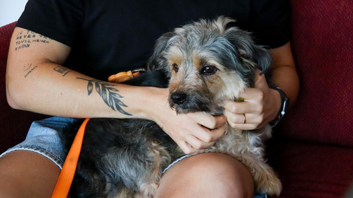 Imatge d'un gos a les oficines de feina del seu propietari