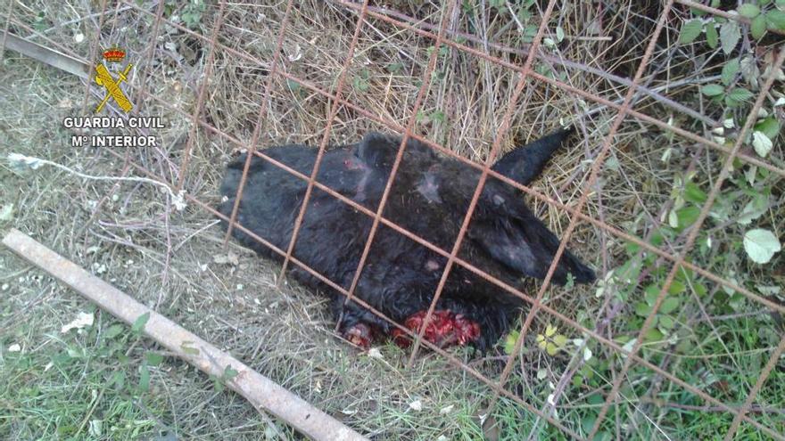 Detenido un hombre por la muerte de un burro en Cañamero