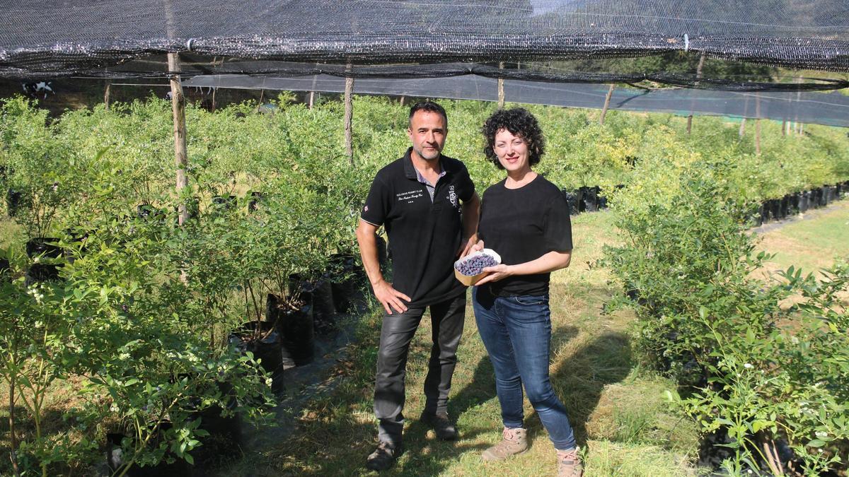 La pareja de emprendedores que ha puesto en marcha una explotación de arándanos