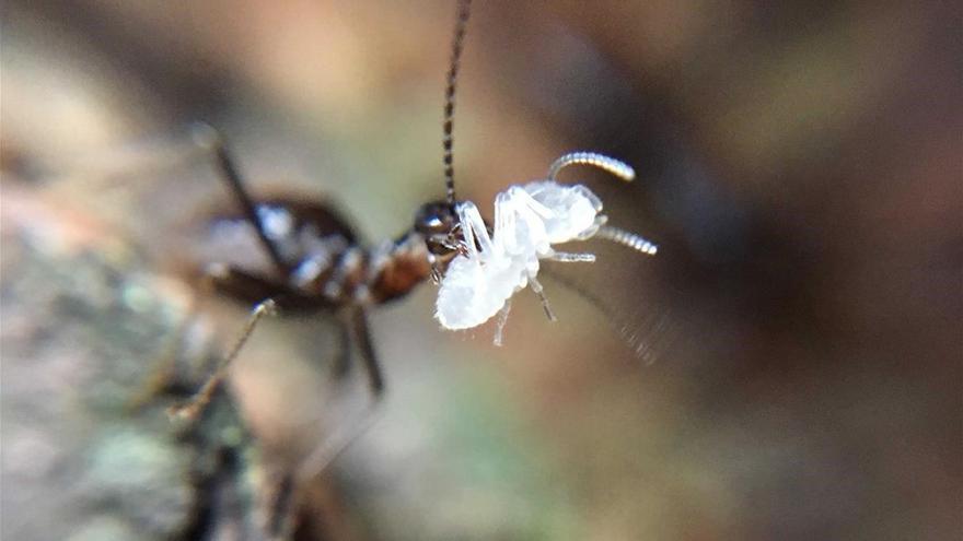 Las termitas pueden mitigar los efectos de la sequía en las selvas tropicales